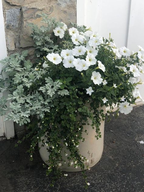 Porch Flowers, Container Garden Design, Potted Plants Outdoor, Container Gardening Flowers, Flower Pots Outdoor, Moon Garden, Garden Containers, White Gardens, Container Flowers