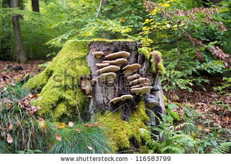 Mushrooms On Tree Stump, Mushroom On A Tree, Mushrooms On Trees Drawing, Mushroom Tree Stump, Mushroom On Trees, Mossy Tree Stump, Tree Stump Photography, Tree Stump Drawing, Tree Stump Painting