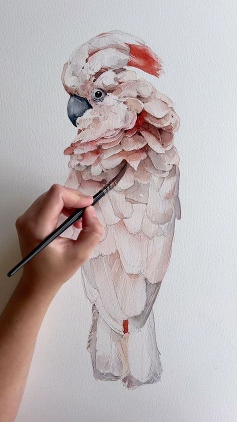 …But to draw her again @imalyssalau Her last video is fire 🔥 Using here my Round 0 & Mop 2 #watercolor #watercolorartist #painting | Instagram Cockatoo Watercolor, Cockatoo Drawing, Cockatoo Painting, Moluccan Cockatoo, Watercolour Birds, Polina Bright, Painting Instagram, Bird Watercolor Paintings, Art Tutorials Watercolor