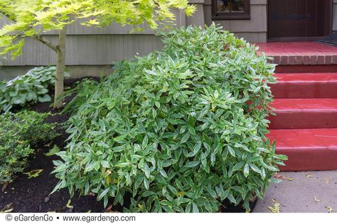 Daphne odora 'Aureomarginata' | Common Name: Variegated Winter Daphne | eGardenGo Winter Daphne, Daphne Odora, Daphne Plant, Pacific Northwest Garden, Northwest Garden, House Backyard, Garden Shrubs, Home Landscaping, Evergreen Shrubs