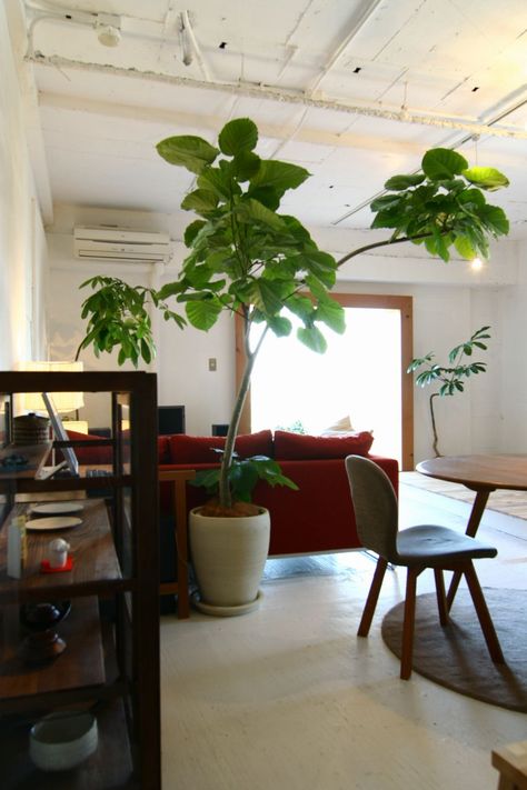 Big Houseplants, Apartment Minimal, Indoor Plants Living Rooms, Living Room Big, Big Indoor Plants, Interior Design Plants, Dream Plants, Large Indoor Plants, Plant Styling