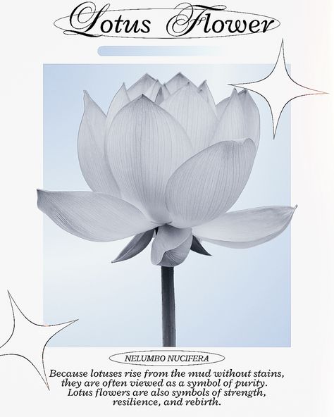 Poster inspired by Min Yoongi and another pin I saw, credits to original artist, font that I used are ITC Edwardian Script and Radley #fonts #poster #posterdesigns #practice #graphicdesign #inspo Lotus Graphic Design, Fonts Poster, Posters Inspiration, Small Business Design, Symbols Of Strength, Pin I, Original Artists, Retro Poster, Lotus Flower