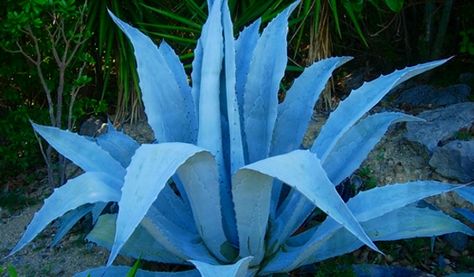 agave blue Agave Drawing, Arizona Landscaping, Blue Succulents, Front Yards, Blue Agave, Artwork Ideas, Agave Plant, Diy Backyard Landscaping, Agave Nectar