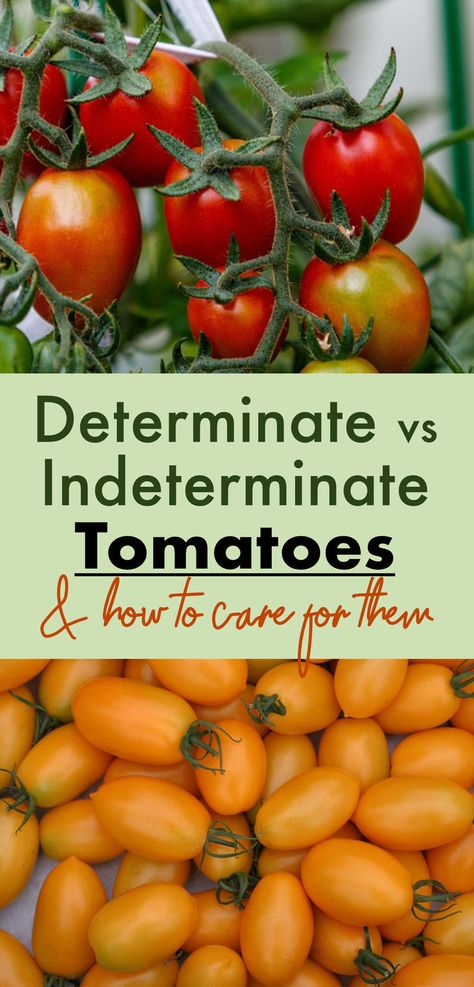 Learn about the differences between determinate vs indeterminate tomatoes Indeterminate Tomatoes, Soil Enrichment, Determinate Tomatoes, Veg Garden, Sustainable Garden, Wall Garden, Growing Tomatoes, Tomato Plants, Parsnips