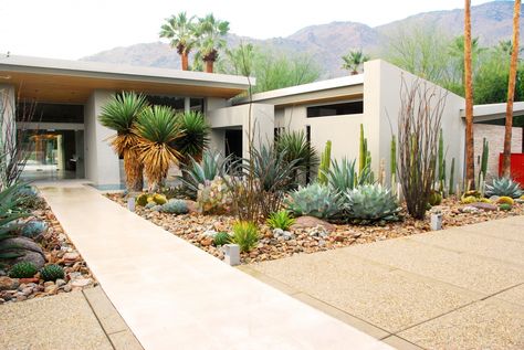 In mid-century gardens, a scattering of shrubs was low maintenance yet stylish. Photograph by Steve Martino. Mid Century Modern Landscaping, Mid Century Modern Garden, Mid Century Landscaping, Modern Garden Landscaping, Succulent Landscape Design, Modern Desert, Succulent Landscaping, Dry Garden, Modern Landscape Design