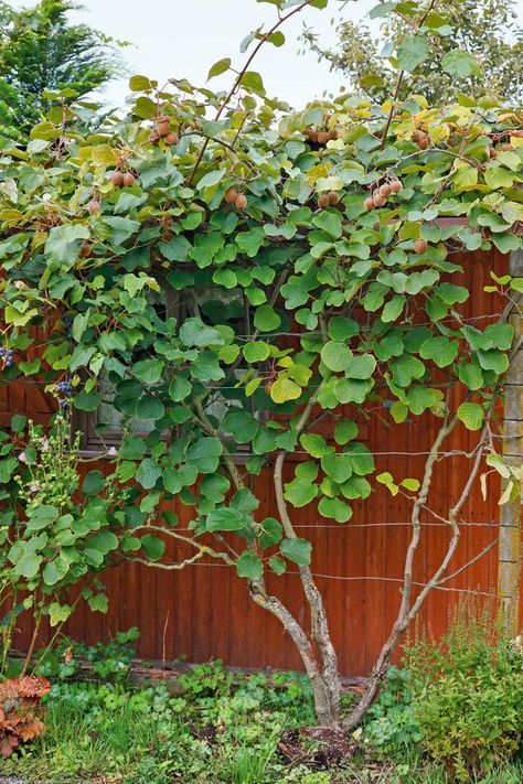 How To Cut Kiwi, Hardy Kiwi, Fruit Shoot, Wire Trellis, Shade Flowers, Edible Landscaping, Fruit Tree, Kiwi Fruit, Vegetable Garden Design