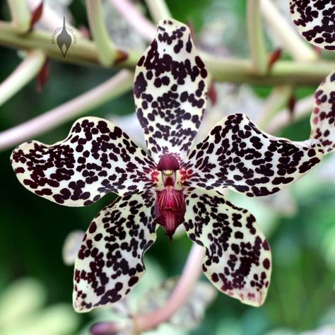 Grammatophyllum speciosum, orchid species flower, giant orchid, tiger orchid, sugar cane orchid, or queen of the orchids, at Foster Botanical Garden, Honolulu, Hawaii Orchid Seeds, Rare Orchids, Bonsai Flower, Exotic Orchids, Cymbidium Orchids, Unusual Flowers, Beautiful Orchids, Orchid Plants, Rare Flowers