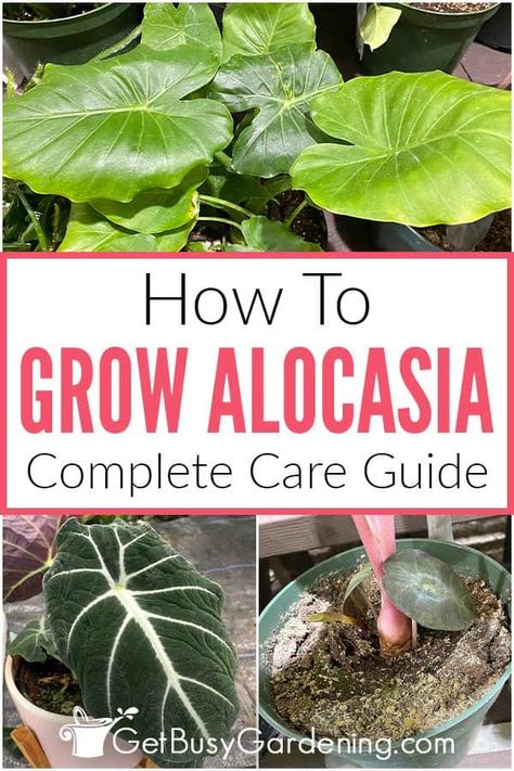 Are you interested in learning how to grow alocasia but aren’t sure where to begin? This detailed guide all about alocasia plant care is the perfect place to start. In it I’ve shared tons of tips that cover the entire range of needs for these plants. From understanding the best soil mix for alocasia, what light they need, how to fertilize, water, and much more, you’ll easily be able to learn what it takes to keep them thriving. You’ll even know how to propagate all of your favorite varieties! Alocasia Elephant Ears Plants, How To Care For Alocasia Plant, Alocasia Amazonica Care, Alocasia Plant Care Indoor, Alocasia California, Alocasia Plant Varieties, Alocasia Plant Care, Garden Decorations Ideas, Colourful Plants