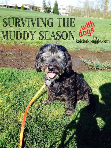 After a lifetime of living in a place where Spring means mud, we’ve developed a few strategies for managing the muddy season with dogs. Not all strategies will work in all homes, but I guarantee, if you’re battling mud, something here can help. Muddy Yard Solutions Dogs Backyard Ideas, Muddy Backyard Solution Dogs, Dog Friendly Backyard, Cat Projects, Dog Backyard, Muddy Dog, Dog Washing Station, Dog Grooming Salons, Dog Yard