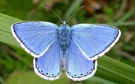 Adonis Blue butterfly: on a wing and a prayer - Telegraph Adonis Blue Butterfly, Headdress Tattoo, Blue Butterfly Tattoo, Moth Species, Moth Wings, Full Arm Tattoos, Butterfly Species, A Wing, Cute Little Puppies