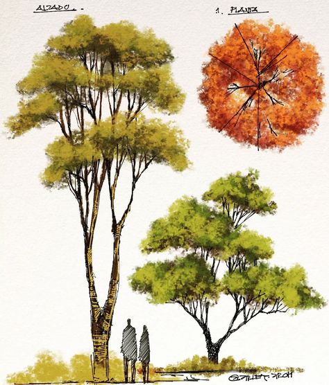 Tree Entourage, Trees Art Drawing, Arch Tree, Architectural Trees, Landscape Design Drawings, Tree Watercolor Painting, Landscape Architecture Drawing, Nature Sketch, Tree Sketches