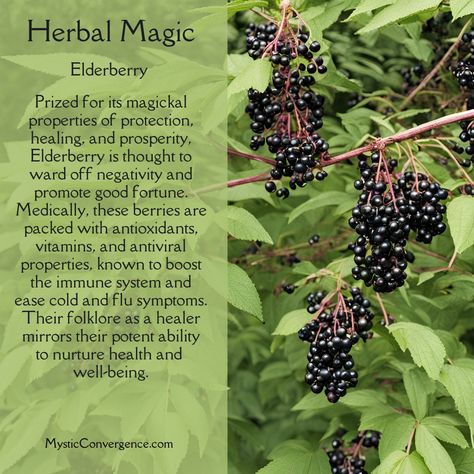 Herbal Magic: Elderberry 🌿 #mysticconvergence #herbs #herbalmagick Elderberry Spiritual Meaning, Elderberry Witchcraft, Elderberry Benefits, Herbal Education, Herbs Garden, Witch Garden, Green Magic, Healing Plants, Herbal Magic