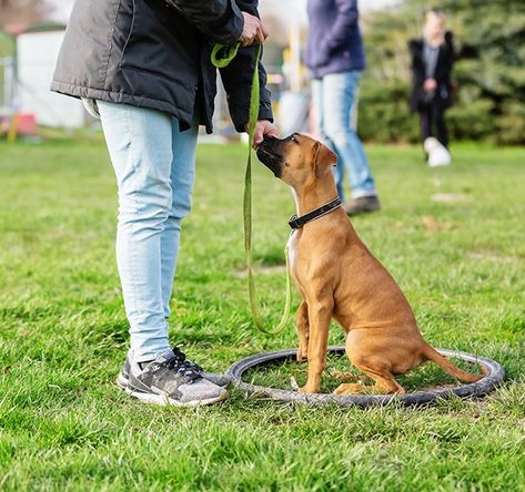 Dog Boarding School Fountain Inn, SC | Dog Trainers Workshop School Application, School Break, Good Citizen, Behavior Problems, Boarding School, Dog Boarding, Fenced In Yard, Dog Trainer, Service Dogs