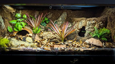 Blue Tongue Skink Enclosure, Skink Enclosure, Dart Frog Vivarium, Leopard Gecko Habitat, Lizard Terrarium, Bioactive Vivarium, Snake Cages, Gecko Habitat, Snake Terrarium