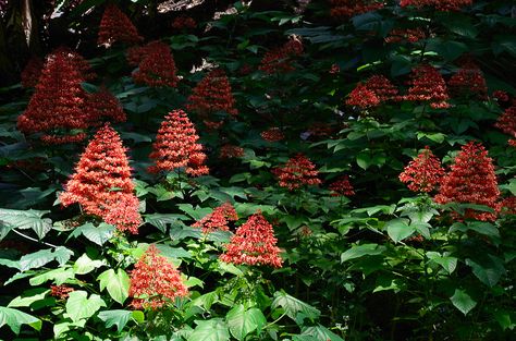 clerodendrum paniculatum Fiddle Fern, Unusual Plants, Yard Design, Plant List, Flowering Shrubs, Garden And Yard, Botanical Illustration, Smell Good, Planting Flowers