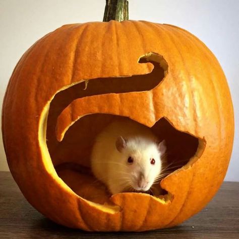 Untitled Rat Pumpkin, Rat Halloween, Dumbo Rat, Pet Rat, Fancy Rat, Cute Rats, A Rat, Mouse Rat, Pet Rats