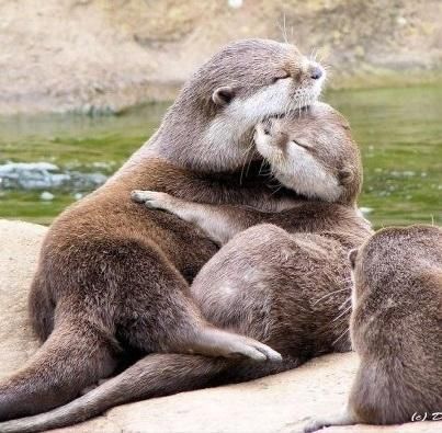 I OTTER HUG YOU - Pixdaus Otters Hugging, Otter Facts, Otter Pup, Significant Otter, Animal Hugs, Otter Love, Baby Otters, River Otter, Sea Otter