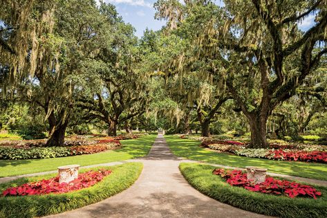 Things to Do in Myrtle Beach That Everyone Will Love Myrtle Beach Photography, Brookgreen Gardens, Myrtle Beach Hotels, Beach Things, Photography Genres, Murrells Inlet, Photography Kit, Beach Family, Garden Tours