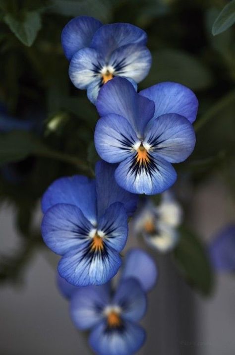 Viola Flower, Pansies Flowers, The Secret Garden, Flowers Garden, Exotic Flowers, Flowers Nature, Flower Photos, Art Floral, Flower Pictures