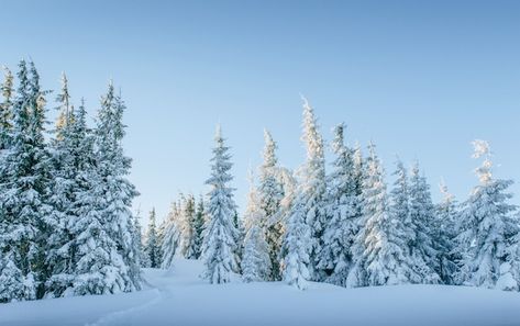 Mountains In Winter, Joseph In Egypt, Christmas Landscape, Snow Tree, Magical Winter, Snow Covered Trees, Snowy Trees, Winter Mountain, Snowy Forest