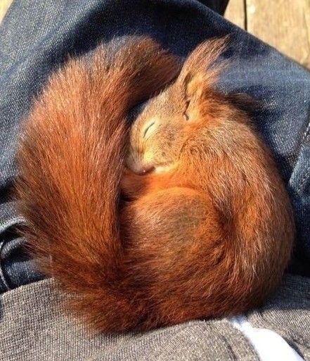 Squirrel Pictures, Regnul Animal, Sleeping Animals, Söt Katt, Cute Squirrel, Red Squirrel, Silly Animals, Cute Creatures, Animal Photo