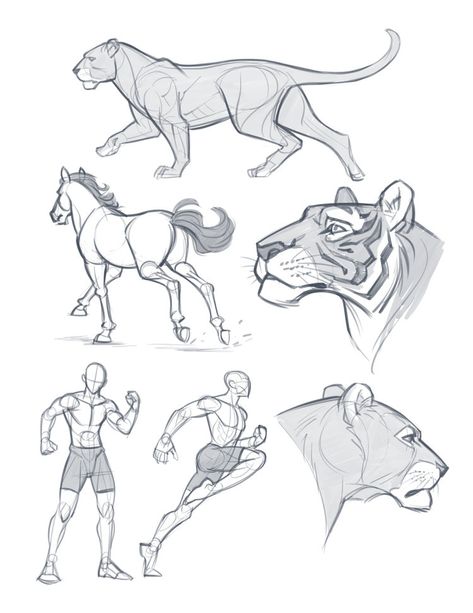 Kyle Petchock Art — 写生簿 Digital Sketchbook, Rough Sketches, Anatomy References, Minimal Drawings, Comic Characters, Figure Sketching, Figure Drawing Reference, Animal Sketches, Drawing Tutorials