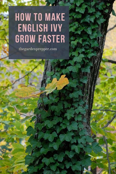 how to make english ivy grow faster English Ivy Plant, English Ivy, Ivy Plants, Ground Cover Plants, Garden Containers, Patio And Garden, Ground Cover, Outdoor Design, Garden Beds