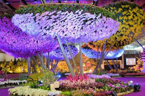 Taiwan Orchid Exhibition | ... : Gazillions of Orchids at the Taiwan International Orchid Show Oncidium Orchids, Floating Islands, Orchid Show, Flowers Arrangements, Festival Design, Nature Travel, Bird Bath, Botanical Gardens, Beautiful Gardens