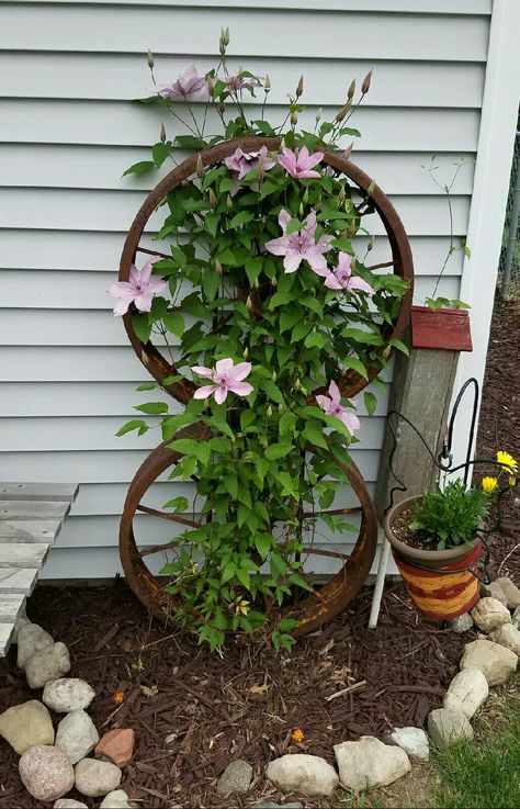 Clematis growing on old wagon wheels bolted together. Wheels staked securely into ground. Wagon Wheel Garden, Wagon Wheel Decor, Diy Summer Decor, Frugal Gardening, Diy Garden Trellis, Wagon Wheels, Old Wagons, Wheel Decor, Diy Outdoor Decor