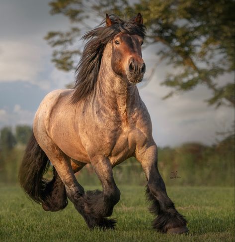 One of Europe’s oldest drat horse breeds, heavy-boned and muscular, but with a calm, patient temperament. (Christa Merk) Muscular Horse, Rare Horses, Draft Horse, Types Of Horses, All The Pretty Horses, Draft Horses, Pretty Horses, Horse Breeds, Watercolor Animals