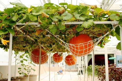 Vines On Trellis, Pumpkin Trellis, Fenced Vegetable Garden, Pumpkin Vine, Pumpkin Garden, Small Vegetable Gardens, Growing Pumpkins, Garden Vines, Veg Garden