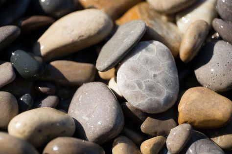 Rock Hunting Michigan, Rock Tumbler Diy, Michigan Rocks, Southern Michigan, Horn Coral, Rocks And Fossils, Rock Tumbler, Rock Hunting, Petoskey Stone