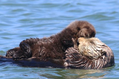 Elkhorn Slough Safari Elkhorn Slough, Otter Pup, Hong Kong Island, Monterey Bay, Sea Otter, Marine Mammals, Pontoon Boat, Sea Lion, Whale Watching