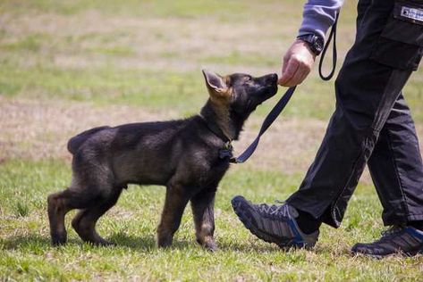 Cesar Millan Puppy Training, Dog Whisperer Cesar Millan, Cattle Dogs Rule, Dog Behavior Training, Cesar Millan, Dog Whisperer, Dog School, Dog Obedience Training, Dog Tips