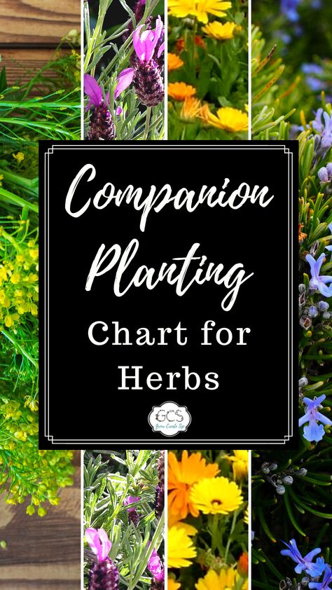 Companion Planting Chart for Herbs Herb Pairing Chart, Herb Outdoor Planters, Companion Planting Herbs And Vegetables, Compatible Herbs Companion Planting, Chive Companion Planting, Lemon Balm Companion Planting, Herb Garden Companion Planting, Parsley Companion Plants, Herb Companion Planting Chart