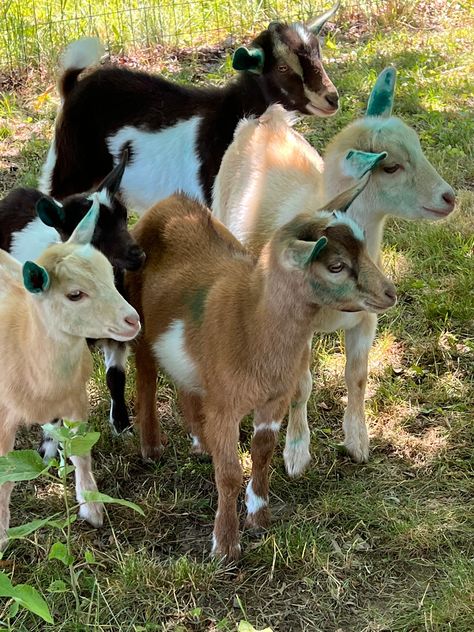 Cute goat kid file for print or digital use Mini Goats, Goat Kidding, Farm Lifestyle, Cute Goats, Petting Zoo, Baby Horses, Goat Farming, Baby Goats, Super Cute Animals