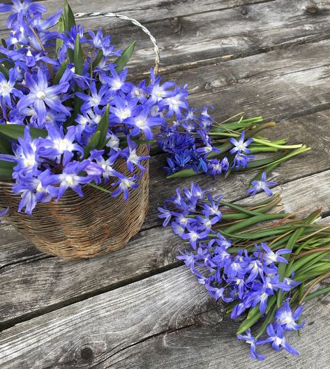 Glory of the snow bouquet Glory Of The Snow Flowers, Glory Of The Snow, E Flowers, Snow Flower, A Bouquet Of Flowers, Bouquet Of Flowers, A Flower, The Snow, Flowers Bouquet