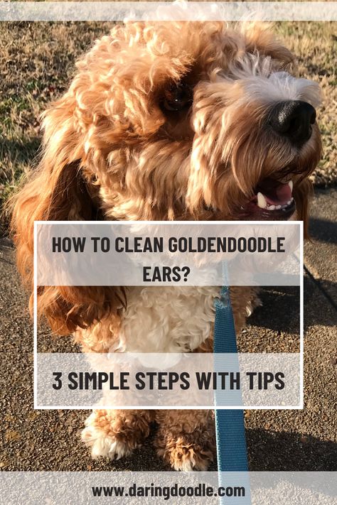 Keep your Goldendoodle healthy by learning how to properly clean their ears. We've got the tips and tricks you need to make this daunting task simple and effective - so read on to learn how to keep your pup's ears in top shape! #goldendoodles #dogcare #earcleaning Ear Health, Ear Parts, Cleaning Techniques, Ear Care, Vinegar And Water, Ear Cleaning, Grooming Routine, Ear Wax, Ear Hair