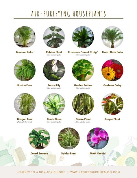 15 Air Purifying Houseplants to Clean & Filter Your Indoor Air Simcity 4, Best Air Purifying Plants, Clean Filter, Air Purifying House Plants, Natural Air Purifier, Plant Lights, Plant House, Home Air Purifier, Dragon Tree