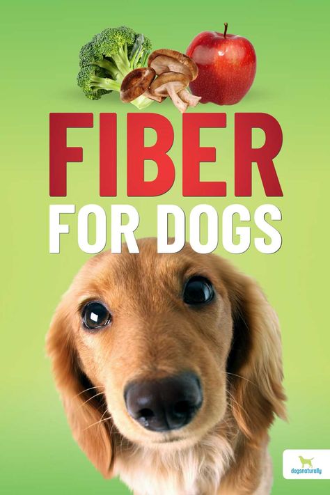 Fiber For Dogs Food, Fiber Treats For Dogs, Fiber Food For Dogs, High Fiber Dog Treats, High Fibre Dog Treats, High Fiber Dog Food Recipes, Fiber Dog Treats, High Fiber Dog Treats Recipe, Fiber For Dogs