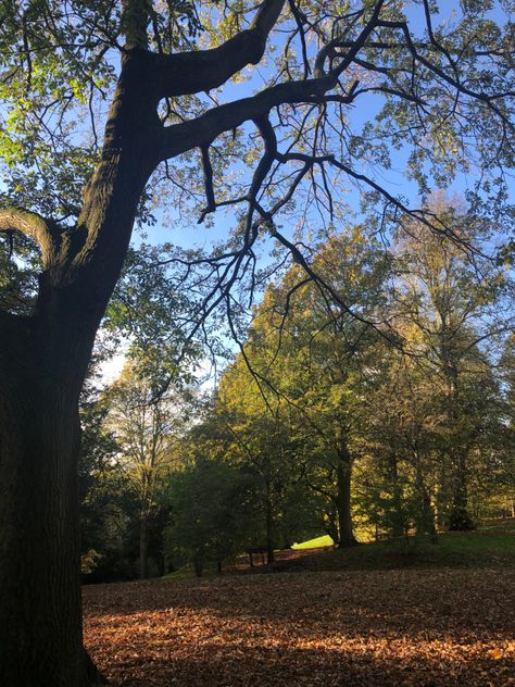 Sefton Park in Autumn Park In Autumn, Sefton Park, Follow Your Dreams, Film Poster, 2023 Vision Board, Feeling Good, 2023 Vision, Looking Good, Diet And Nutrition