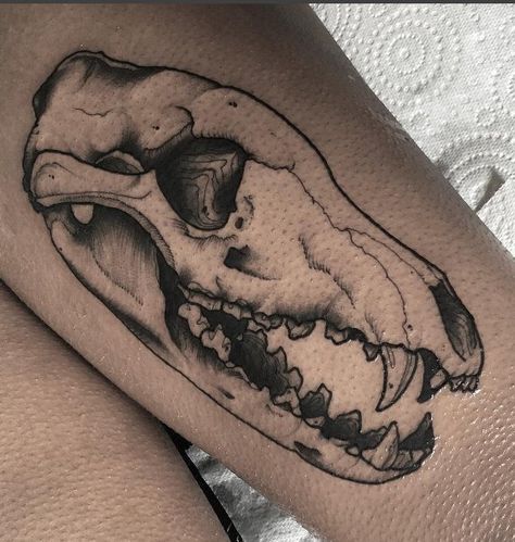 Tasmanian Tiger (Thylacine) Skull by Aaron Piechocinski (@aaronpiechocinski) of Heretic Tattoo Melbourne Austral https://t.co/o0gzaPoafx Please Re-Pin It! Heretic Tattoo, Tiger Skull, Zoo Ideas, Tattoo Animal, Small Heart Tattoos, History Tattoos, Tasmanian Tiger, 4 Tattoo, Drawing Animals