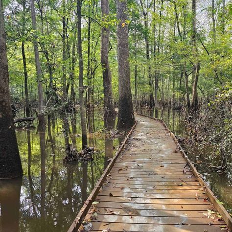 Columbia, SC and Congaree NP Trip Report | Park Ranger John Congaree National Park, Columbia South Carolina, National Parks Photography, Weekend Itinerary, American Whiskey, Us Travel Destinations, Park Ranger, Columbia Sc, National Parks Trip