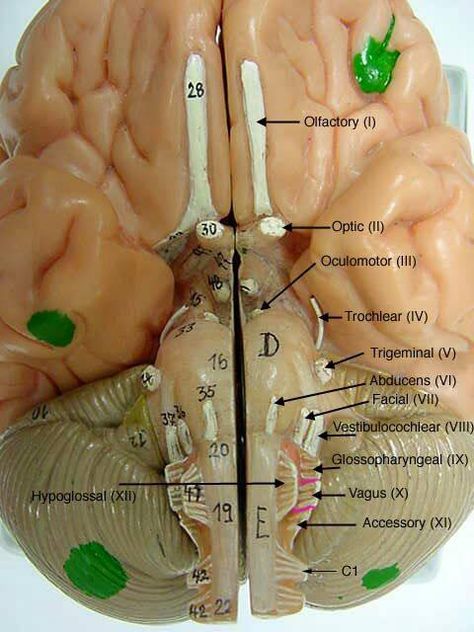 Cranial nerve pairs Science Flashcards, Nervous System Anatomy, Anatomy Science, Anatomy Flashcards, Brain Models, Brain Surgeon, Brain Anatomy, Cranial Nerves, The Human Brain