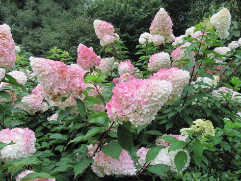 Hoe je een hortensia kunt combineren met vaste planten Hydrangea Seeds, Hydrangea Petiolaris, Hydrangea Landscaping, Hydrangea Quercifolia, Panicle Hydrangea, Hydrangea Care, Growing Hydrangeas, Hydrangea Paniculata, Hydrangea Macrophylla