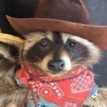 Rat And Raccoon, Raccoon In A Suit, Goofy Raccoon Pics, Raccoon Dressed Up, Raccoons In Clothes, Raccoon Outfit Aesthetic, Animals Wearing Cowboy Hats, Raccoon Pics, Cowboy Hat Aesthetic