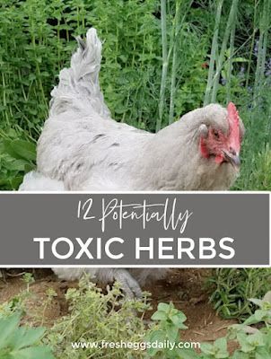 Comfrey Tea, Chicken Hut, Herbs For Chickens, Cats Health, Chicken Raising, Chicken Care, Hobby Farming, Chicken Coup, Backyard Farm