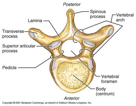 Radiology Student, Anatomy Bones, Forensic Anthropology, Gross Anatomy, Human Body Anatomy, Medical School Studying, Nursing School Notes, Trigger Point, Muscle Anatomy