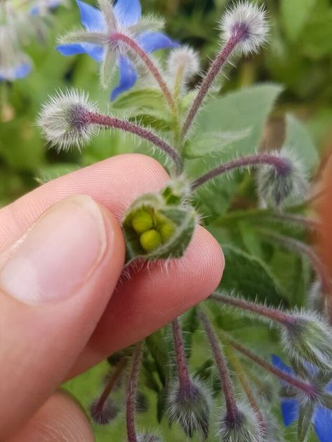 Why pay every year for a new plant (and create the plastic waste that comes with it) when you can harvest seeds from this year's plants and grow your own from seed next year! So for those of you who don't know- this is borage. Bees love it, its pretty and super fast growing! So once the plant is flowering, keep an eye out for seeds. If you just open up what used to be the flower head after the petals have dried and fallen off, this is where the seeds are. The seeds in this photo ar… Borage Uses, Borage Plant, Allotment Planning, Flower Garden Design Ideas, Borage Flower, Harvesting Seeds, Garden Ideas Flower, Flower Gardening Ideas, Medicinal Herbs Remedies