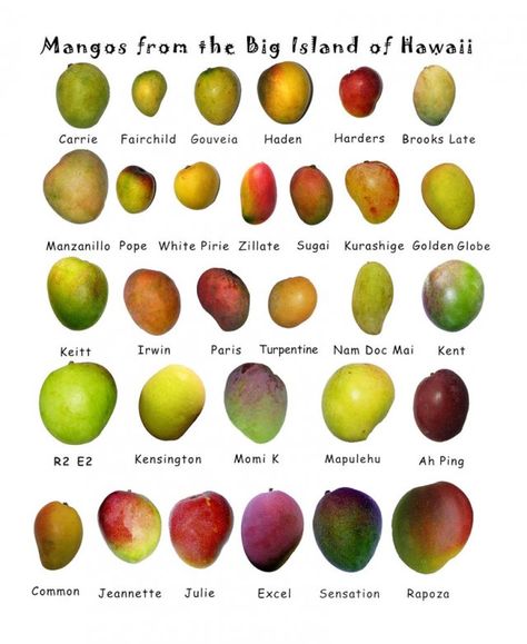 Mango - I had no idea there were so many varieties Mango Types, Mango Varieties, Mango Mojito, Trini Food, Vegetable Benefits, Mango Fruit, Jamaican Recipes, Caribbean Recipes, Exotic Fruit